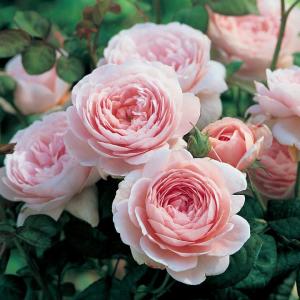 Living the life in Saint-Aignan: La rose des sables, or “desert rose”